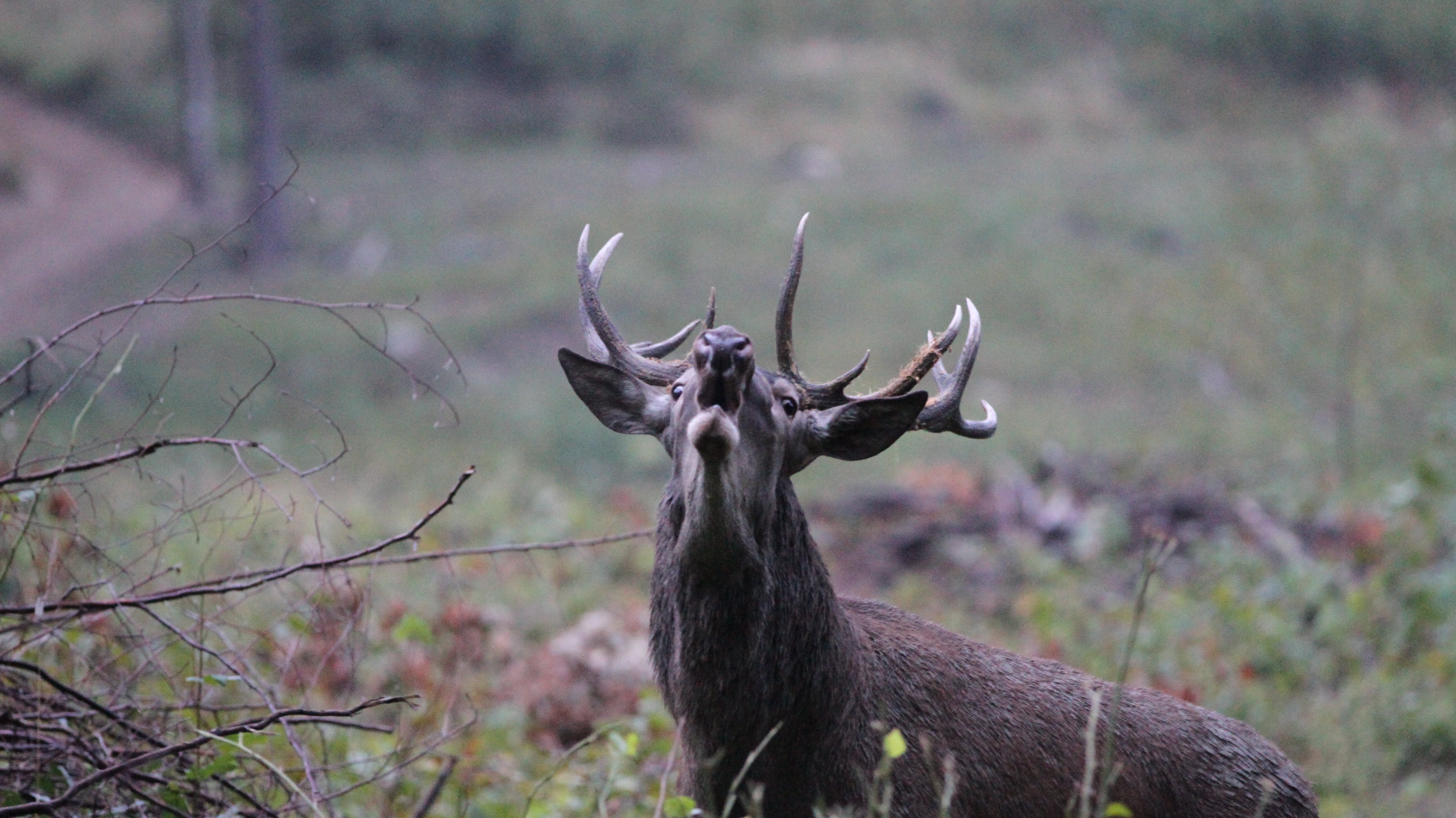 Hirschjagd in Ungarn: Im Bann der Könige