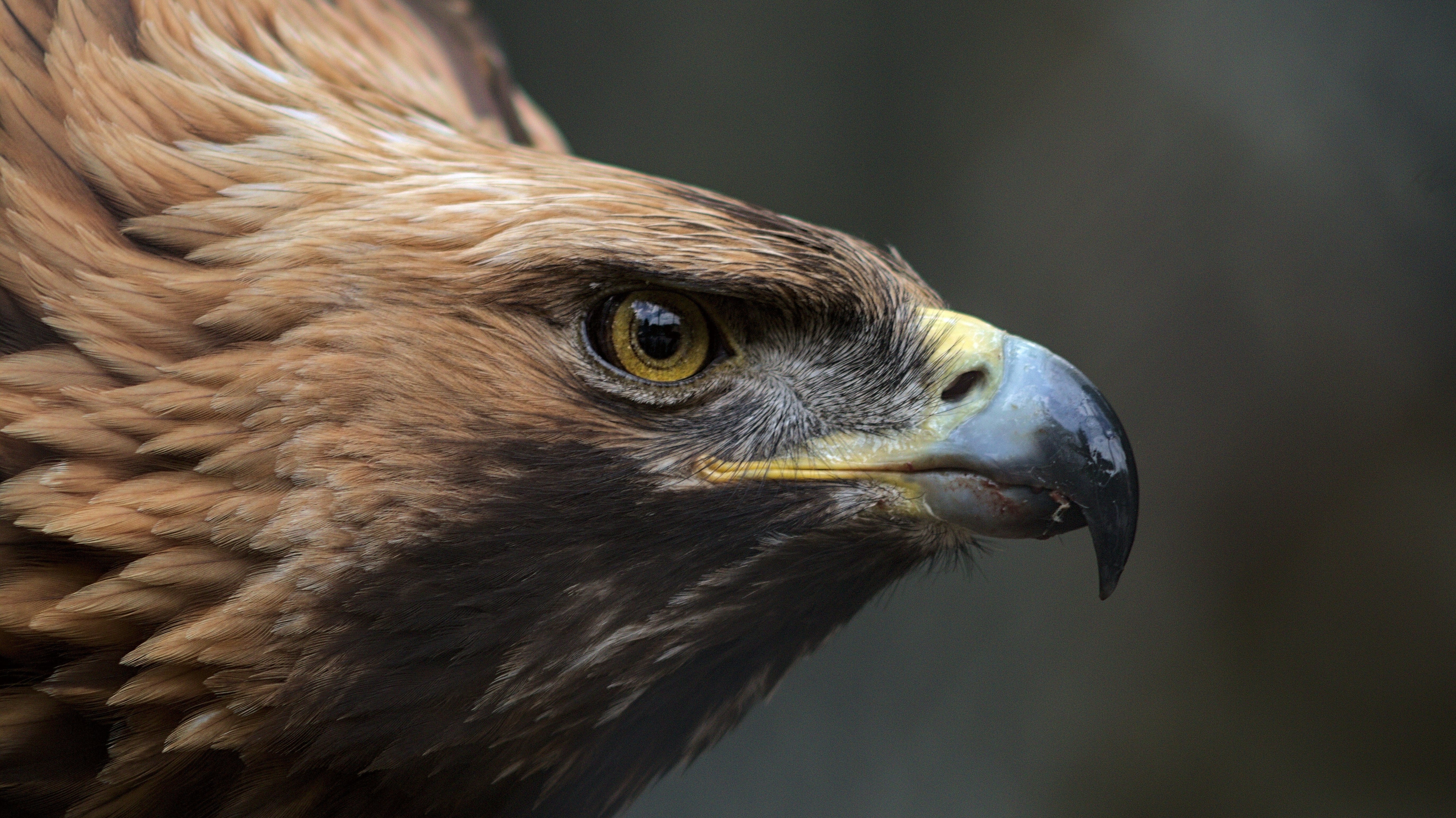 Falknerei: Der hat ja nen Vogel!
