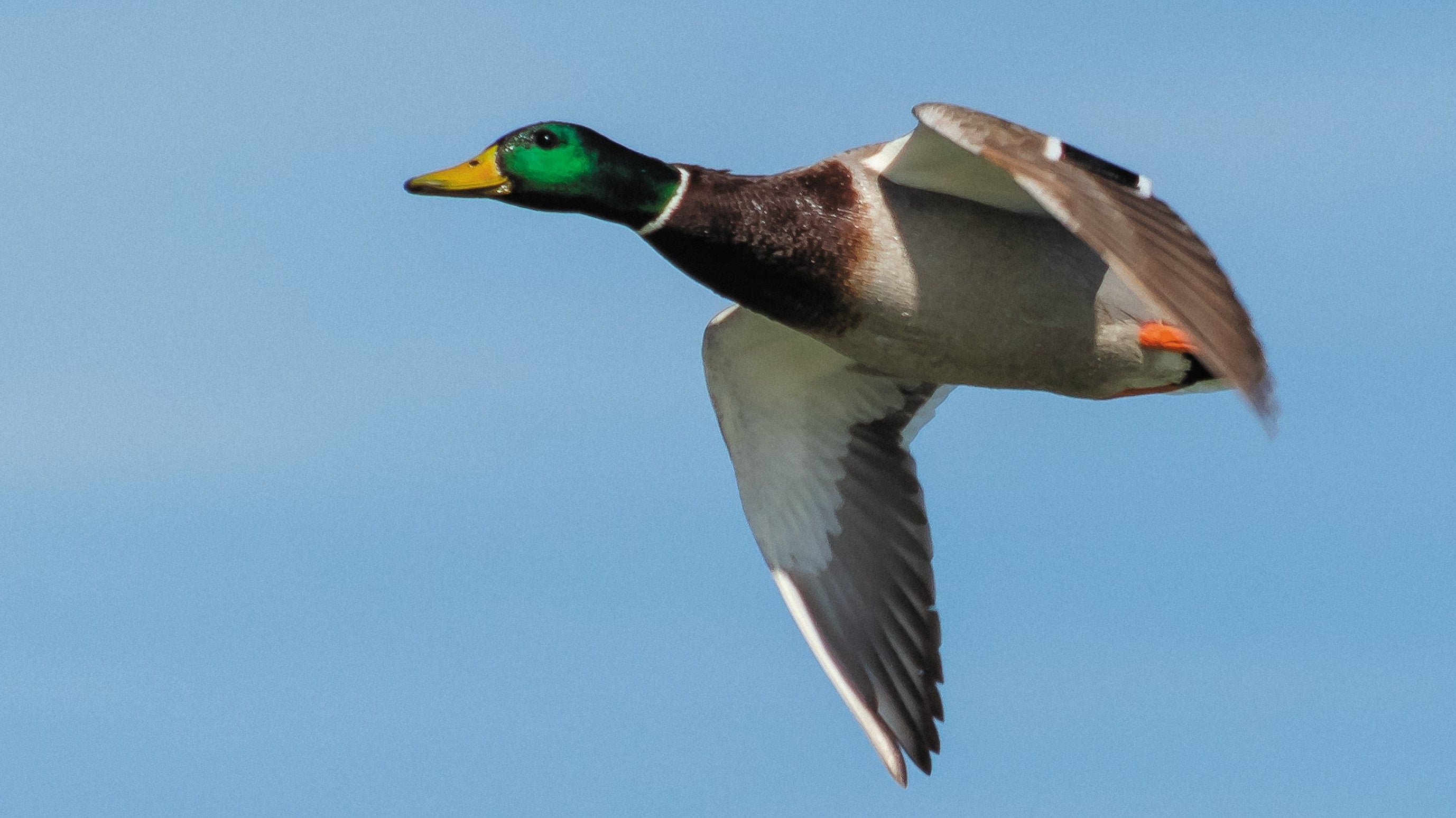 Stokeln auf Breitschnäbel: Ente gut, alles gut!