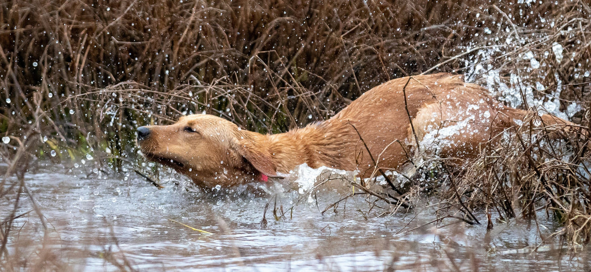 Jagen ohne Hund ist Schund