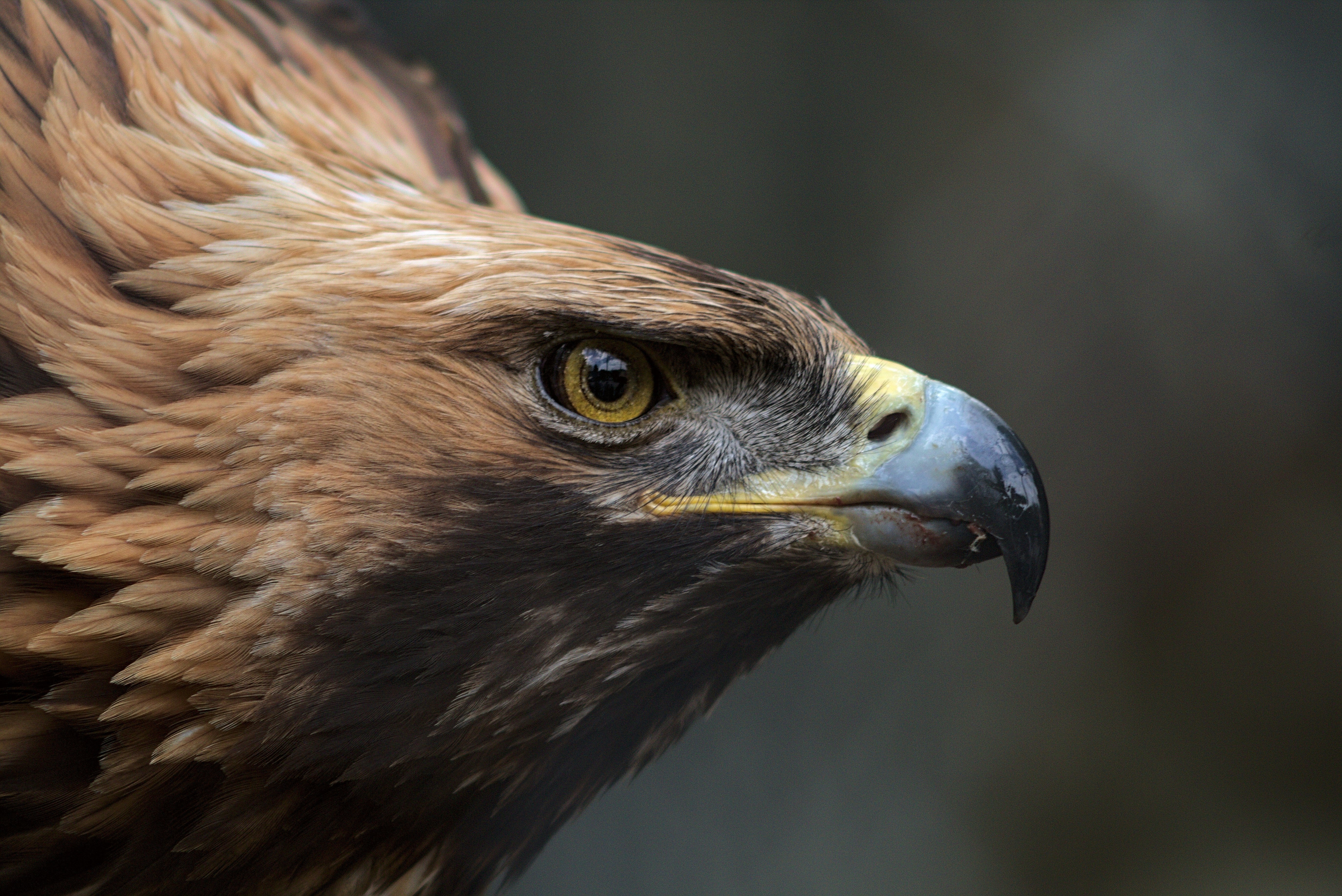 Falknerei: Der hat ja nen Vogel!