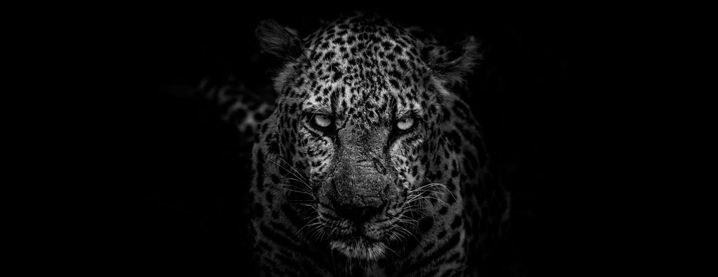 Vom Raubtier zum Jäger