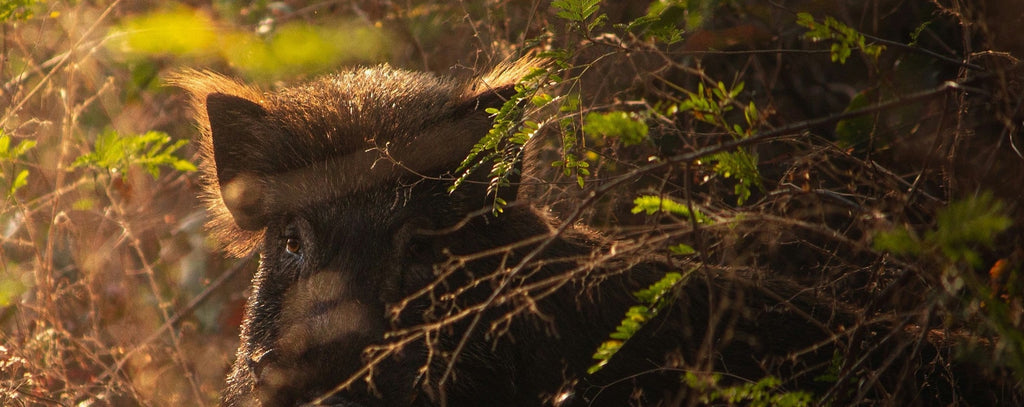 Sommersauen: Wald hui, Feld pfui!