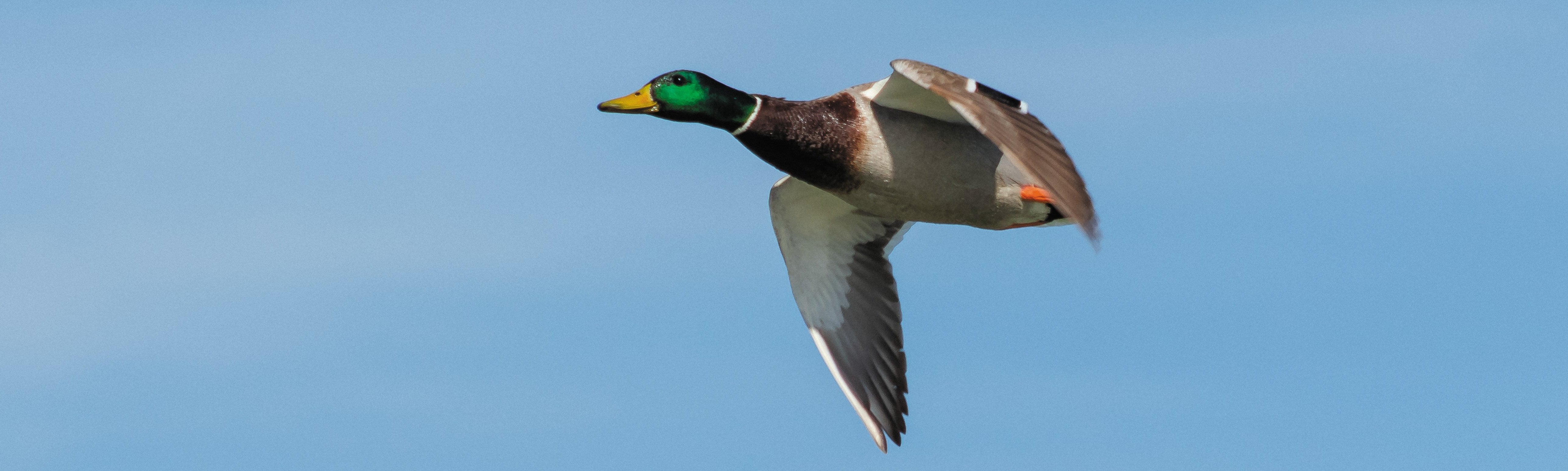 Stokeln auf Breitschnäbel: Ente gut, alles gut!