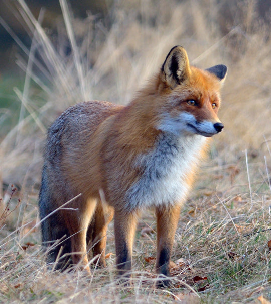 Icefox Fellverarbeitung